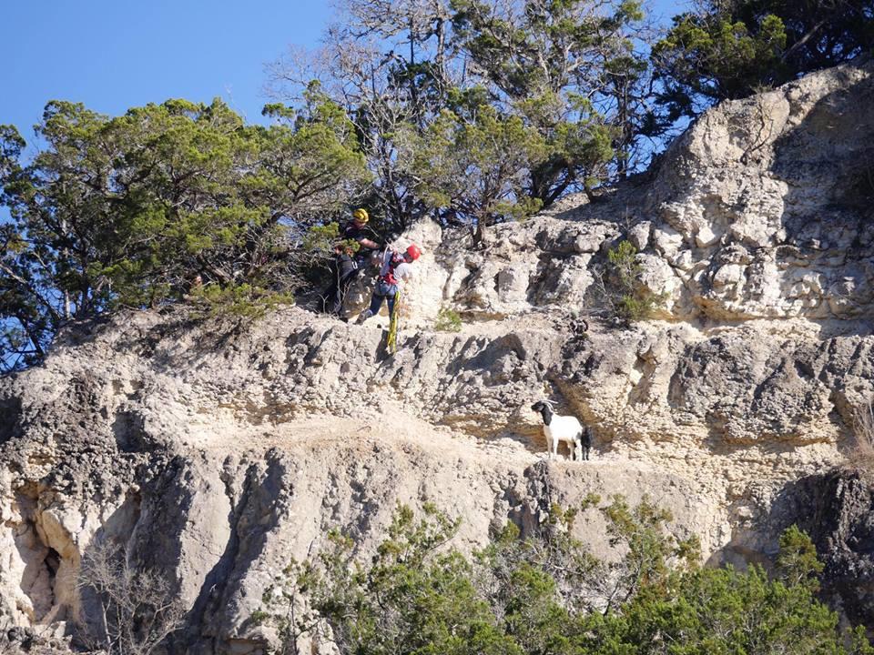 Firefighters repelling down cliff towards two goats 