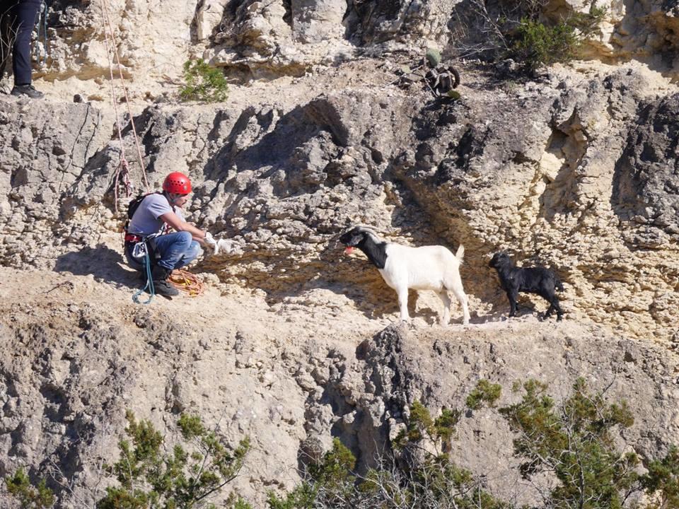 A firefighter coaxing two goats towards him on rocks 