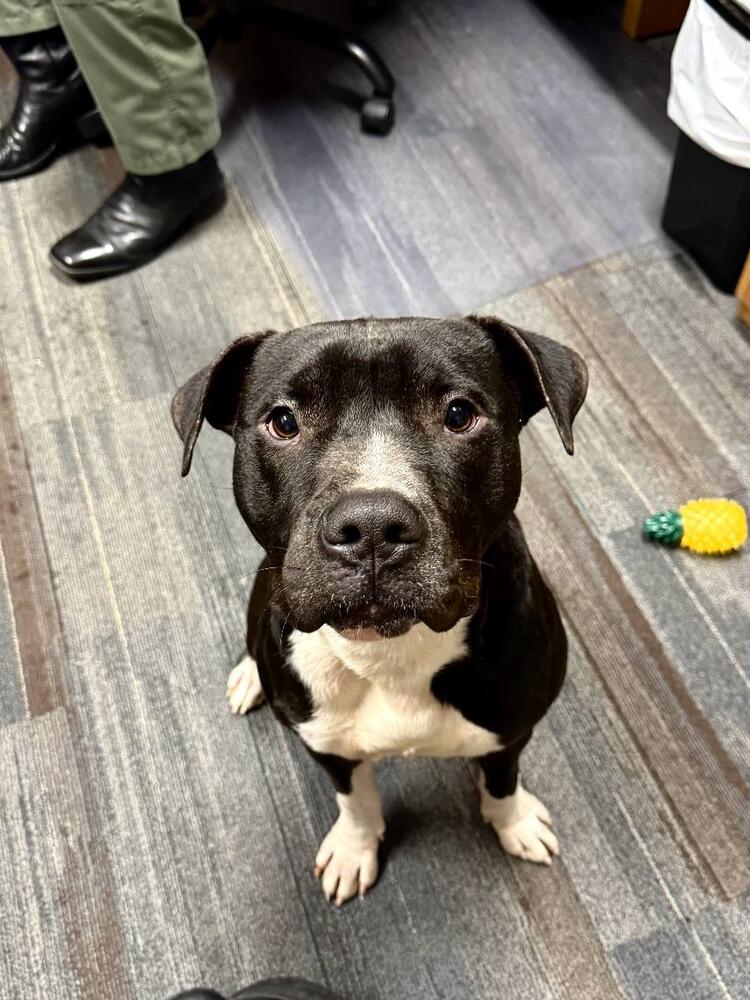 Newly adopted dog Chucky